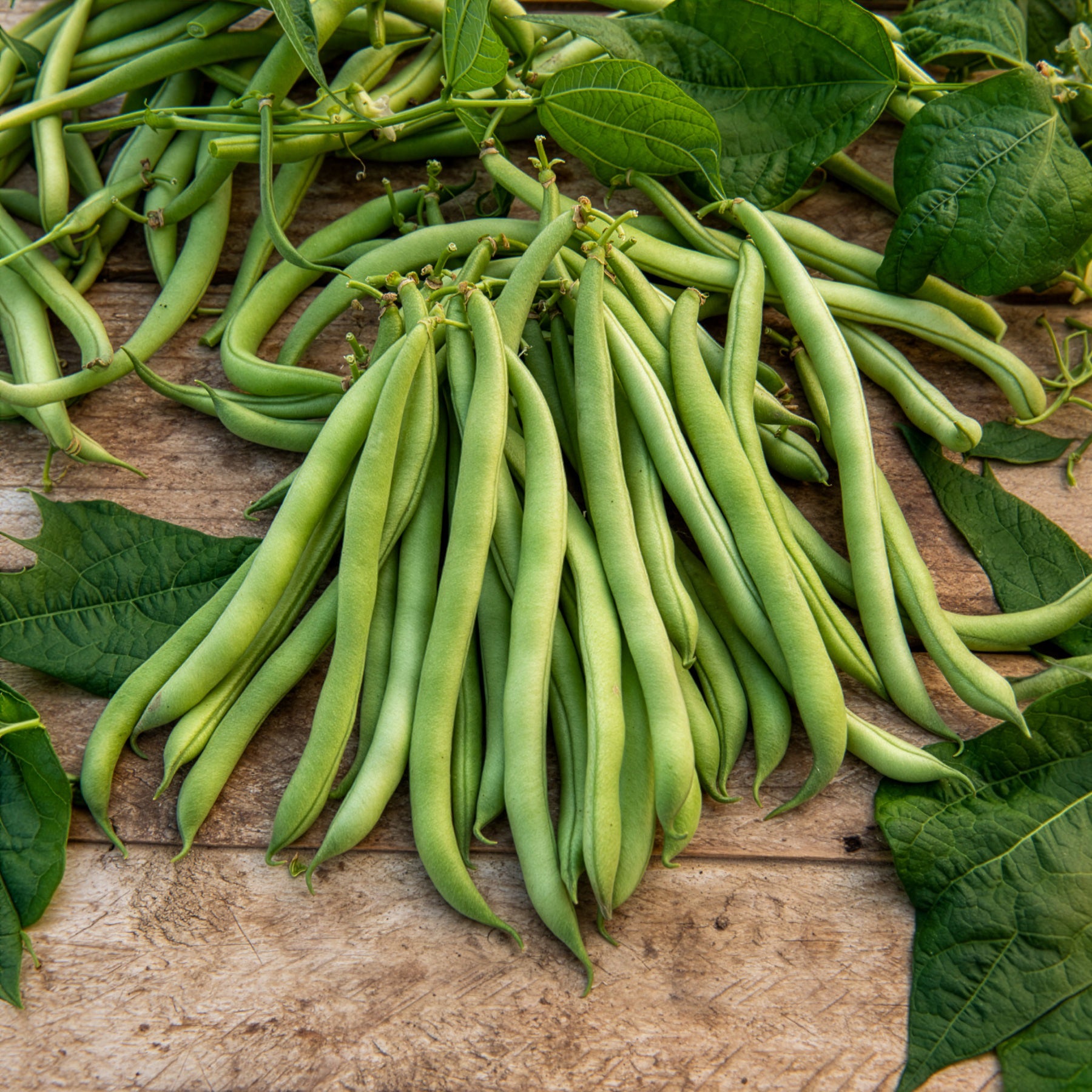 Bakker Haricot nain Maxi mangetout sachet 100 g