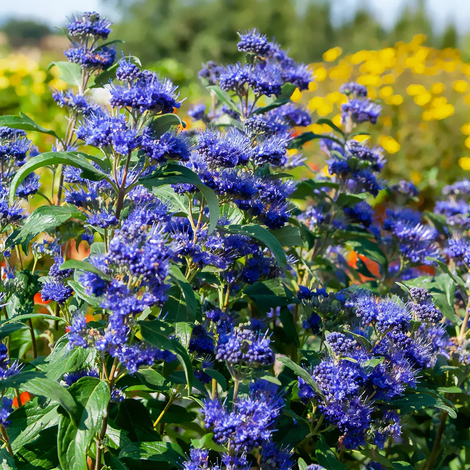 Bakker Caryopteris Grand Bleu Inoveris arbuste pot 1,3L bleu