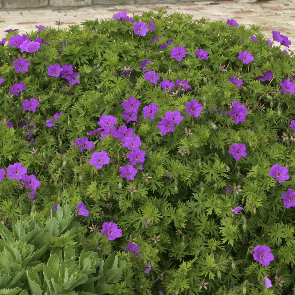Bakker Tiny Monster géranium vivace violet pot 9cm