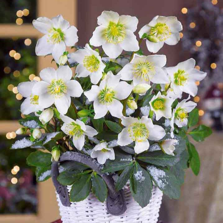 Bakker Christmas Carol hellébore blanche 3 pots Ø9cm