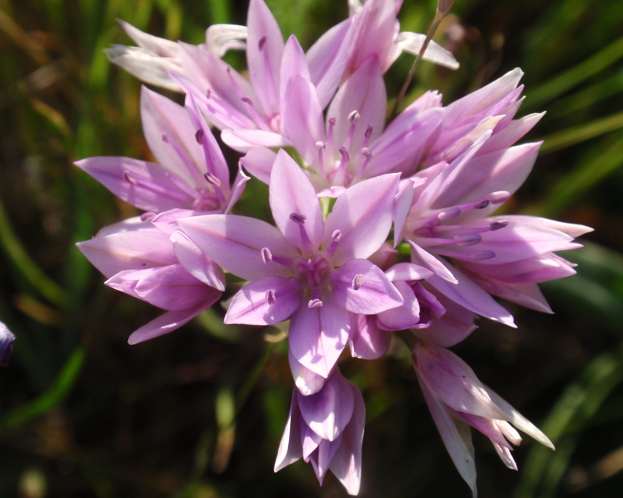 Passion Vivaces Allium Eros plante vivace ail rose robuste