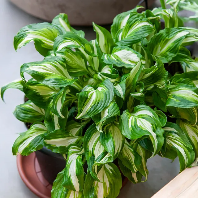 Bakker Plantes vivaces Hosta Mediovariegata vivace ombre 9cm