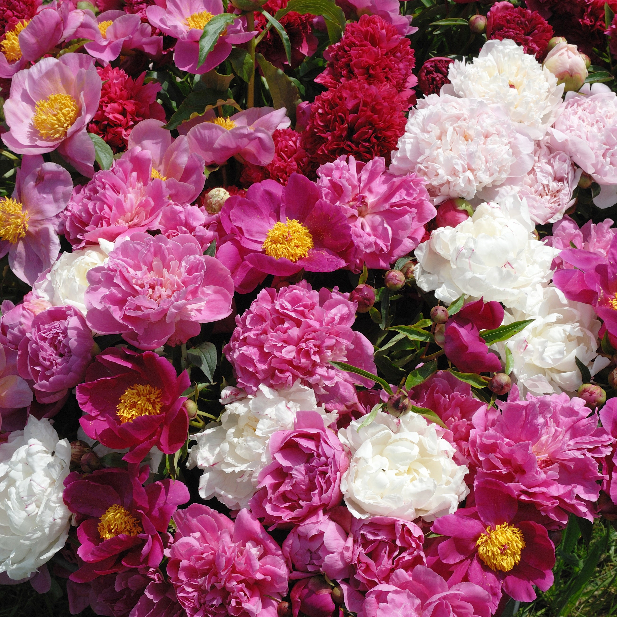 Bakker Pivoines parfumées vivace racines x3 rouge rose blanc
