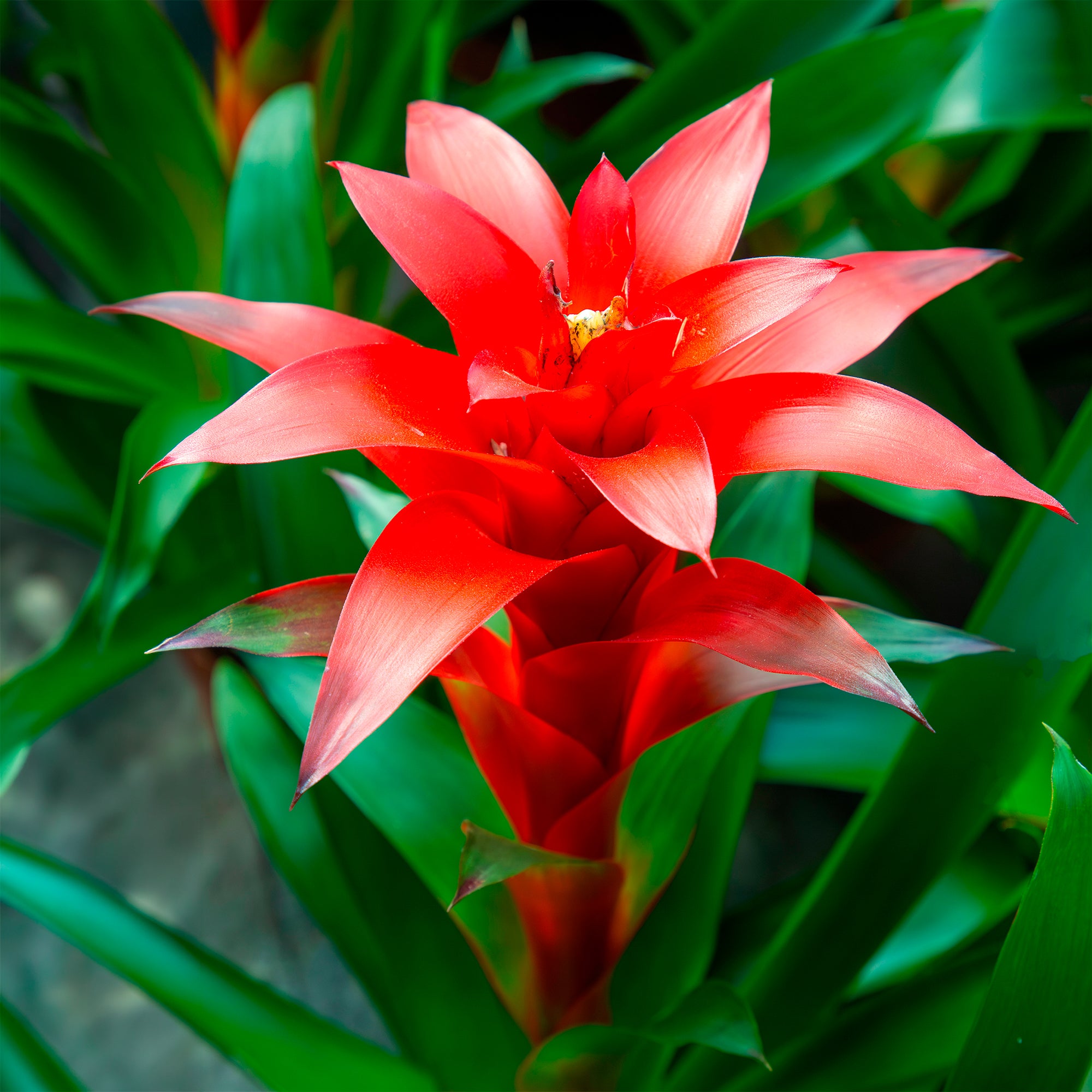 Bakker Bromelia rouge plante d'intérieur pot 9cm fleur 6 mois