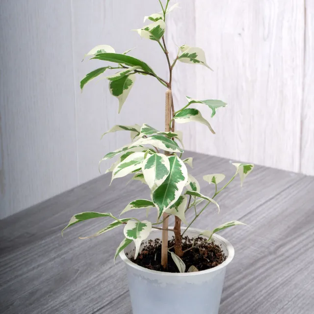 Bakker Twilight ficus benjamina panaché pot 17cm 60-80cm