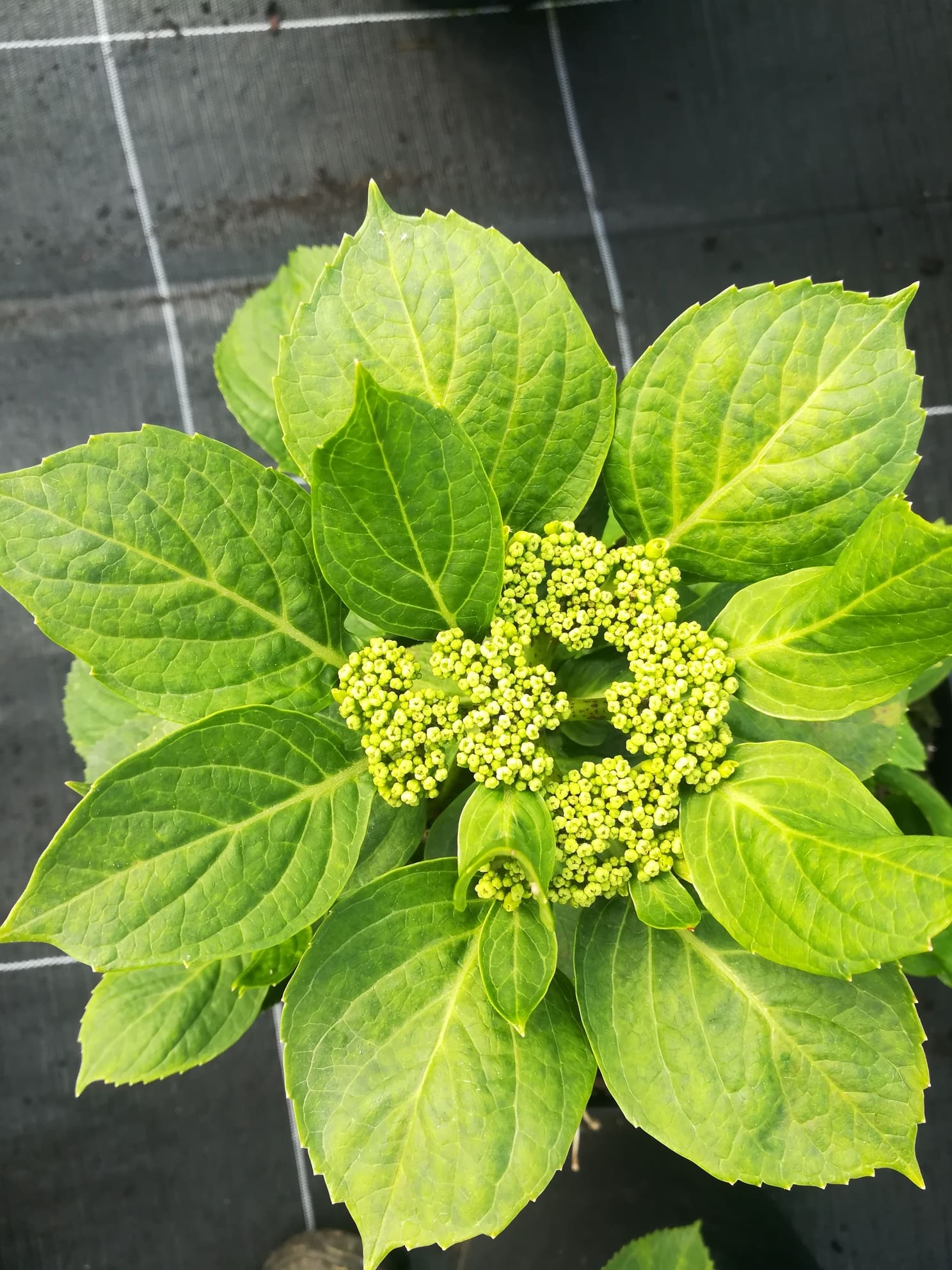 Les Hortensias du Haut Bois Namping hortensia fleurs plates godet
