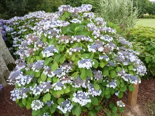 Les Hortensias du Haut Bois Mariesii hortensia dentelle blanche