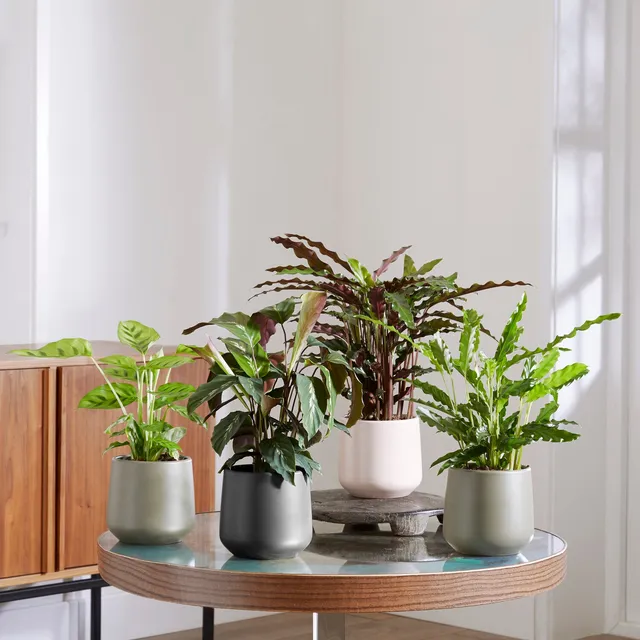 Bakker Calathéas mélange plante verte 4 pots Ø12cm