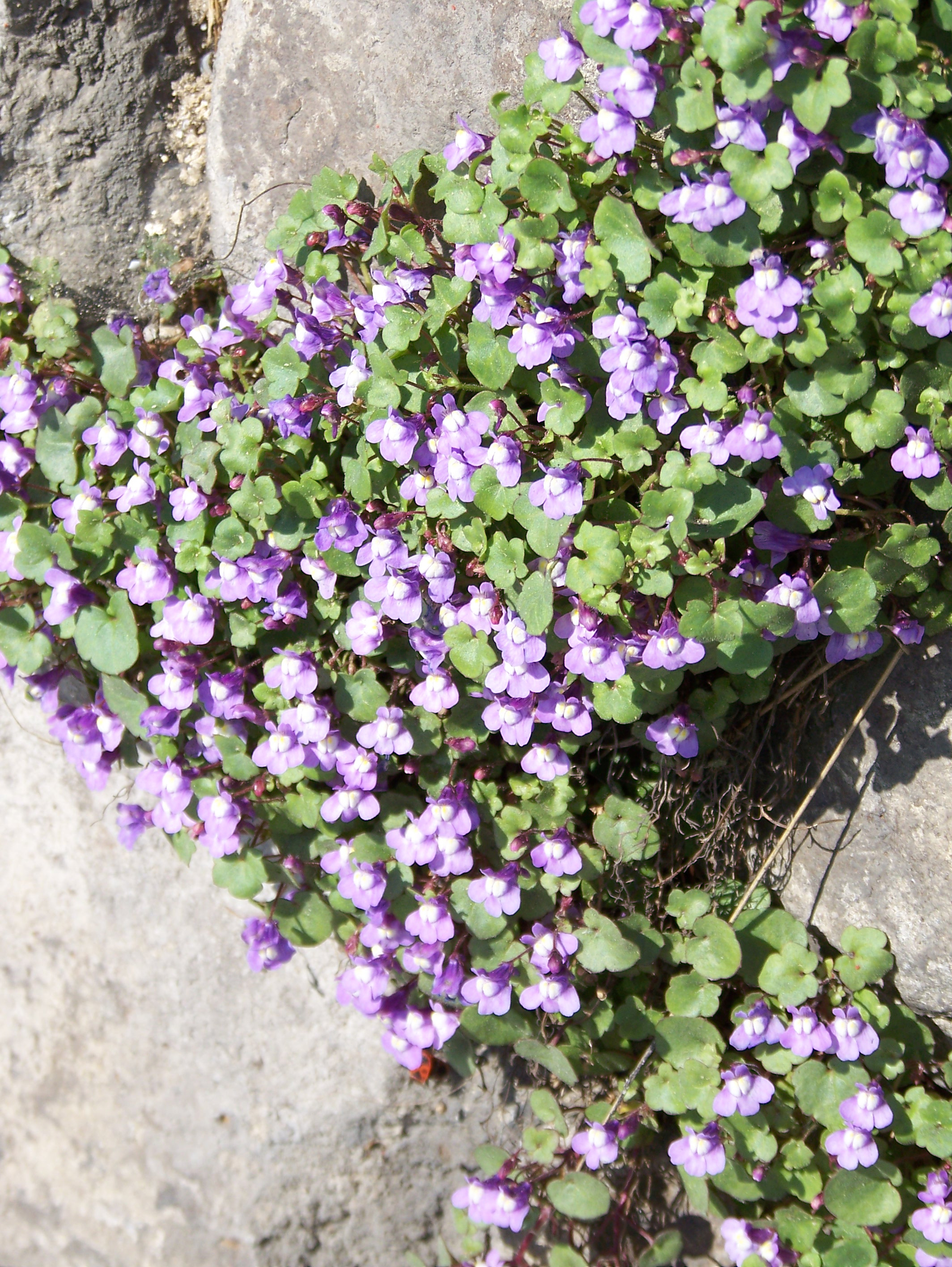 Passion Vivaces Cymbalaria muralis plante vivace pot 1L mauve