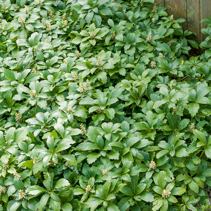 Bakker Pachysandre Green Carpet plante couvre-sol pot 9cm ombre