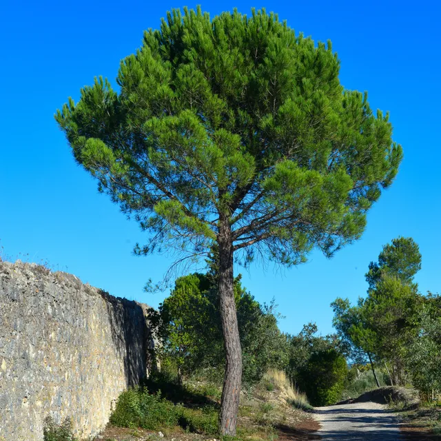 Bakker Pin parasol Pinus pinea plante pot 9cm 20-30cm