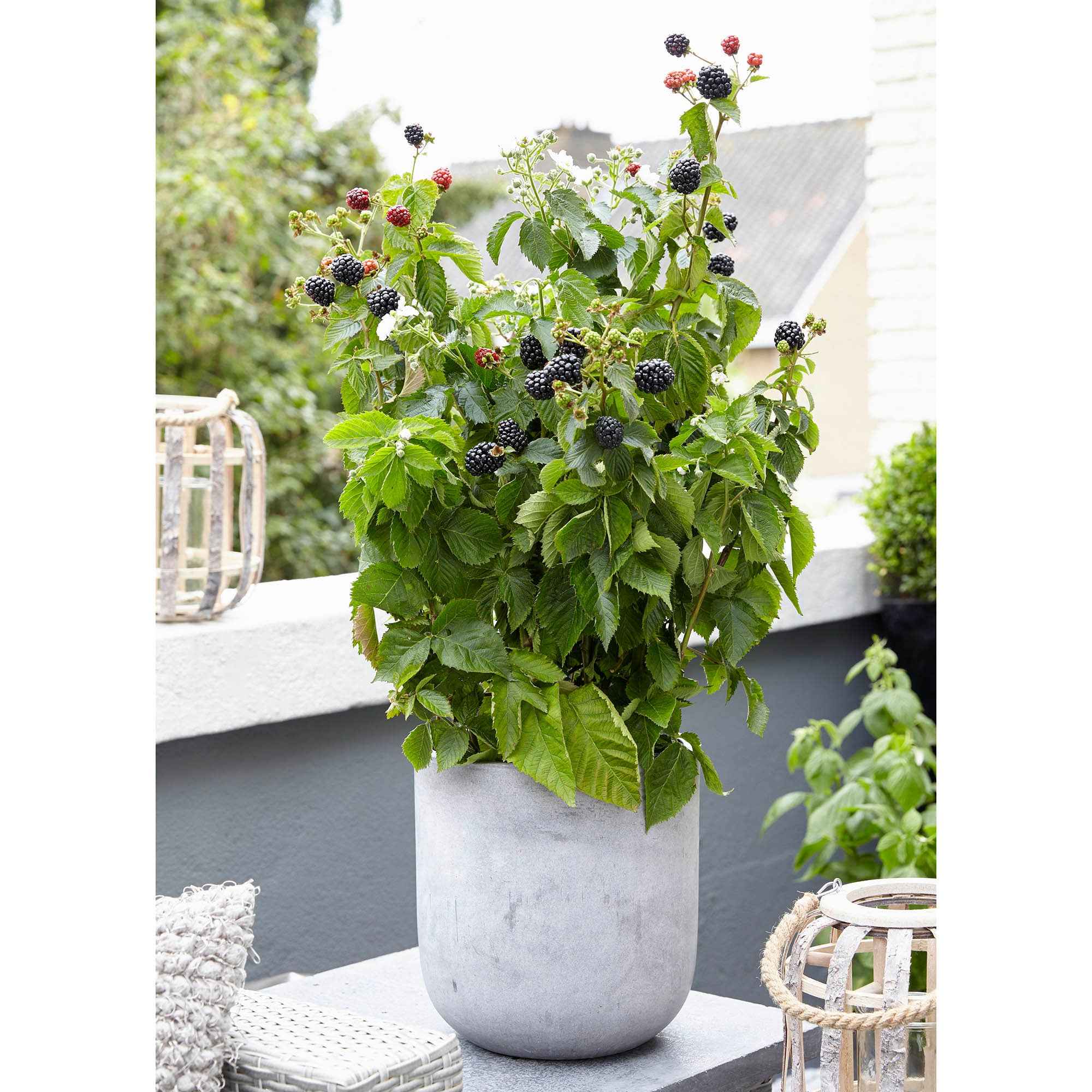 Bakker Little Black Prince mûrier pot 13 cm bio noir