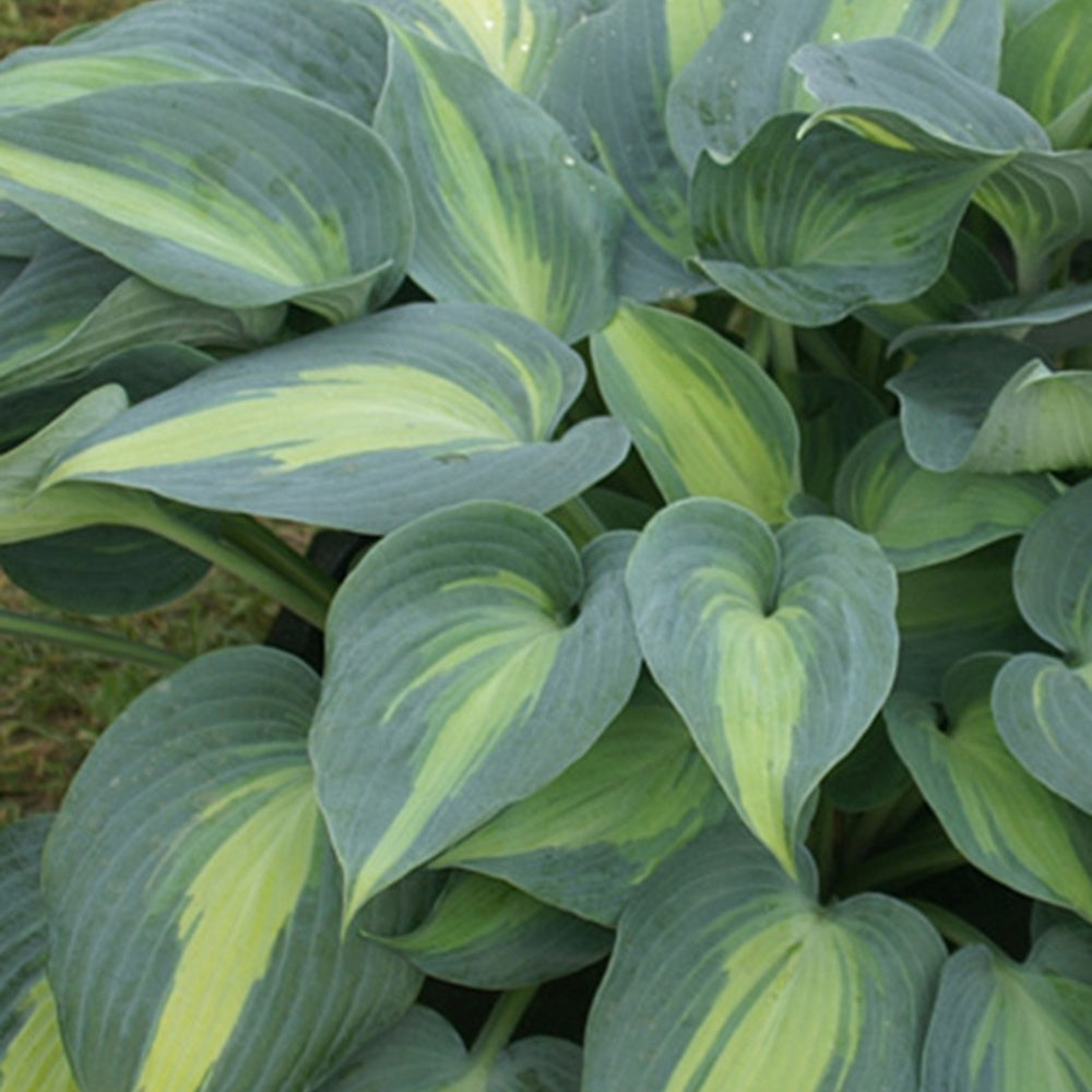 Bakker Hosta Catherine plante vivace pot 8cm panaché