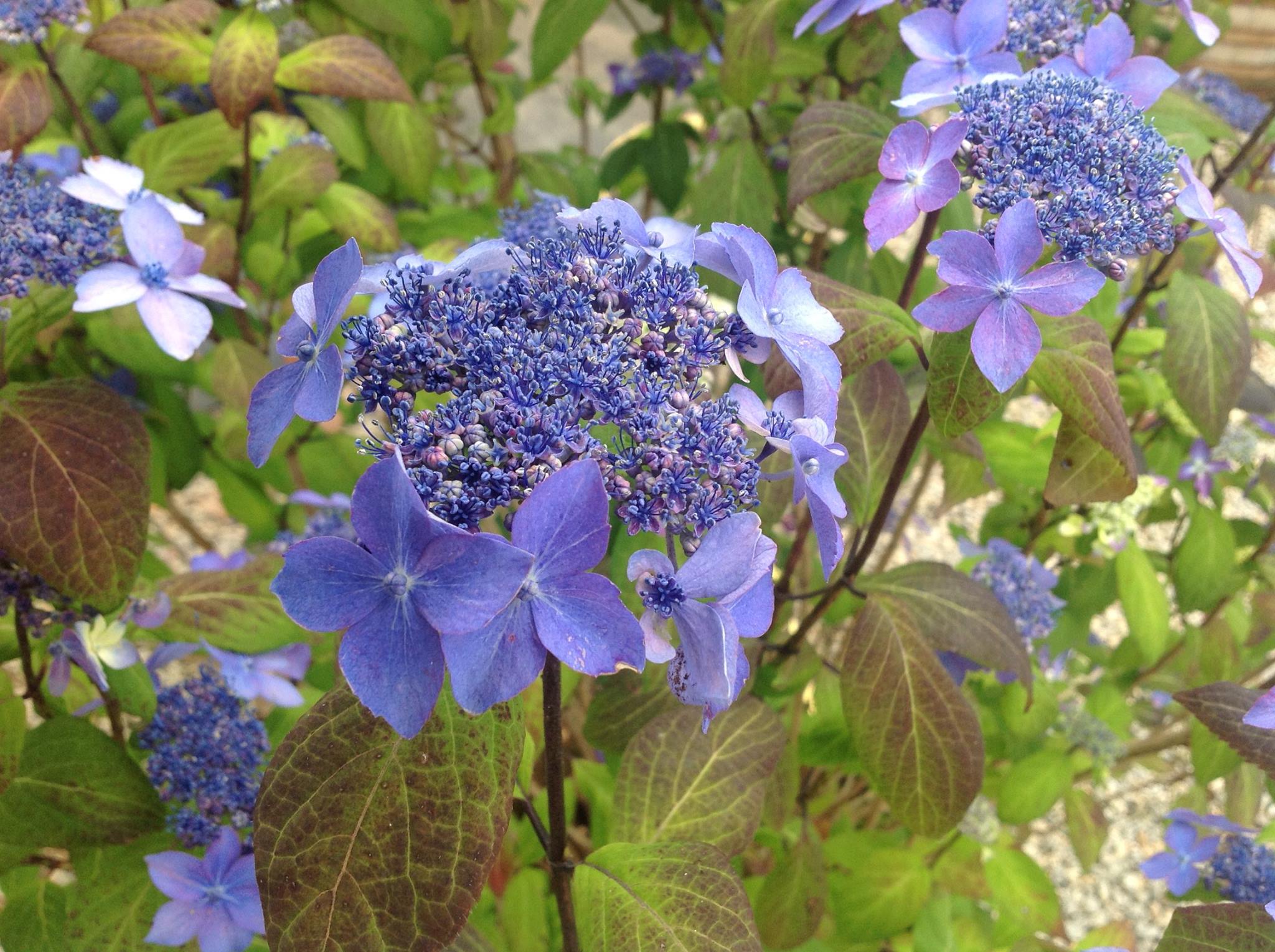 Les Hortensias du Haut Bois Kuro hime hortensia serrata fleurs plates godet