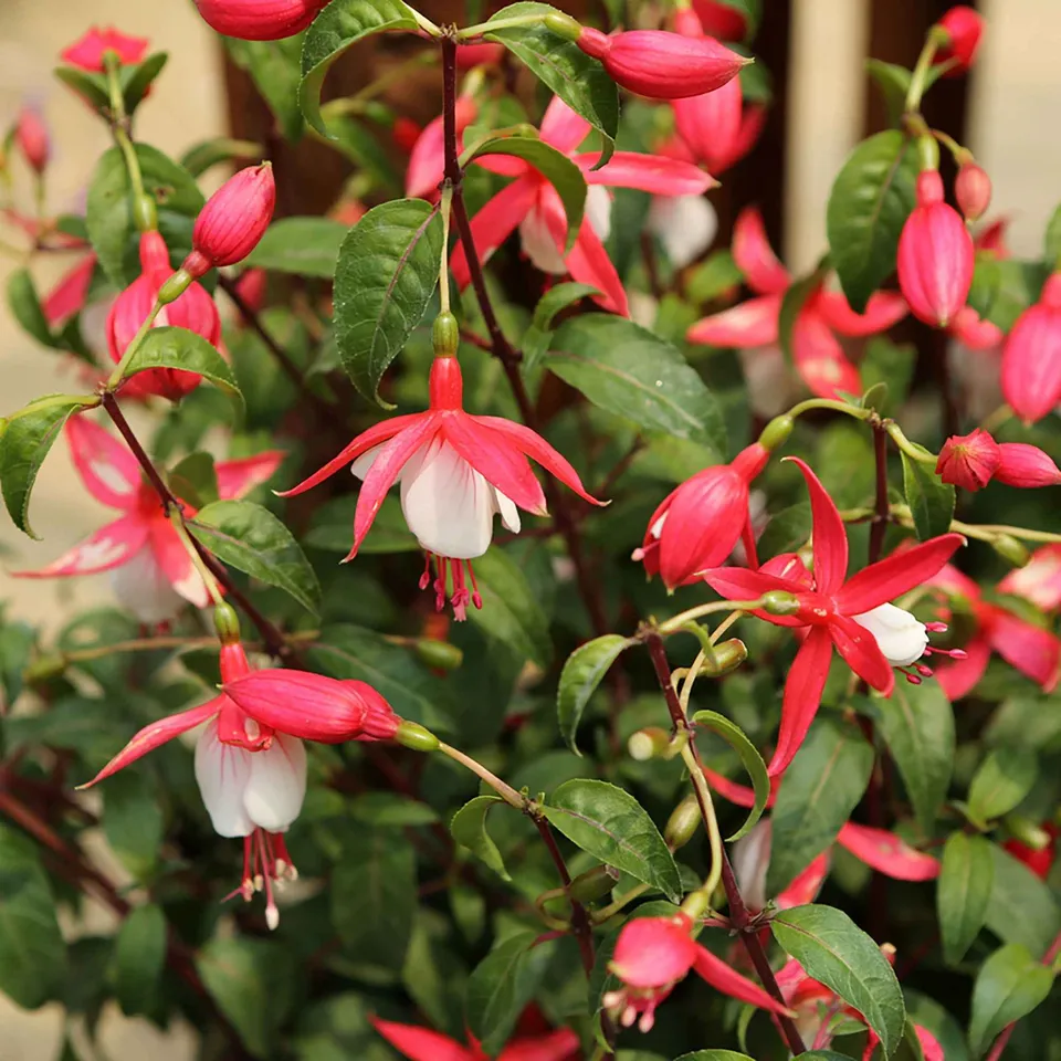 Bakker Lady Thumb fuchsia rose pot Ø 9cm