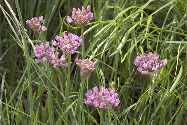 Passion Vivaces Allium angulosum plante vivace godet fleurs lilas