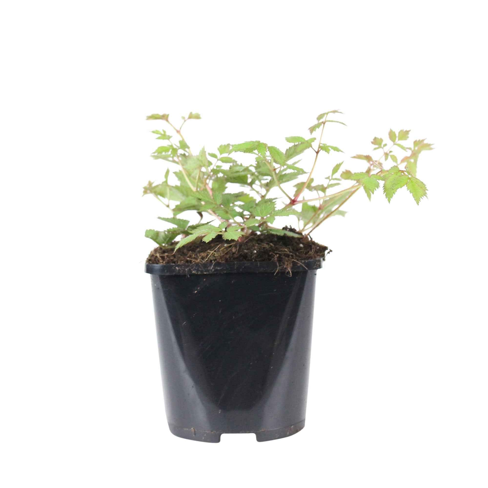 Bakker Astilbe Pumila vivace violette pot 9cm mi-ombre