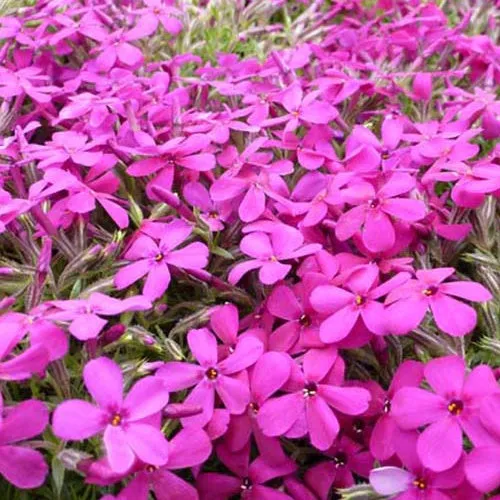 Bakker Crackerjack phlox nain Douglas 3 pots Ø 9cm rouge