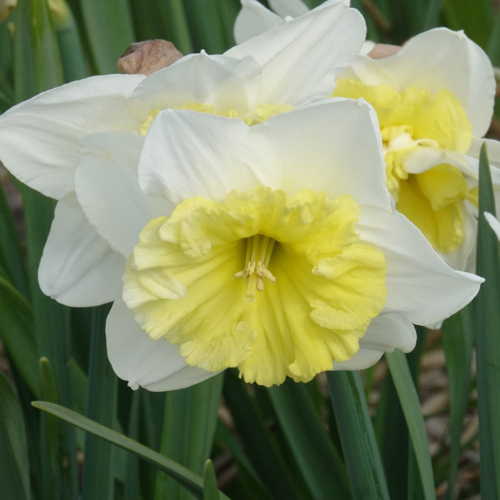 Bakker Narcisses Ice Follies bulbes x5 blanc 14-16cm