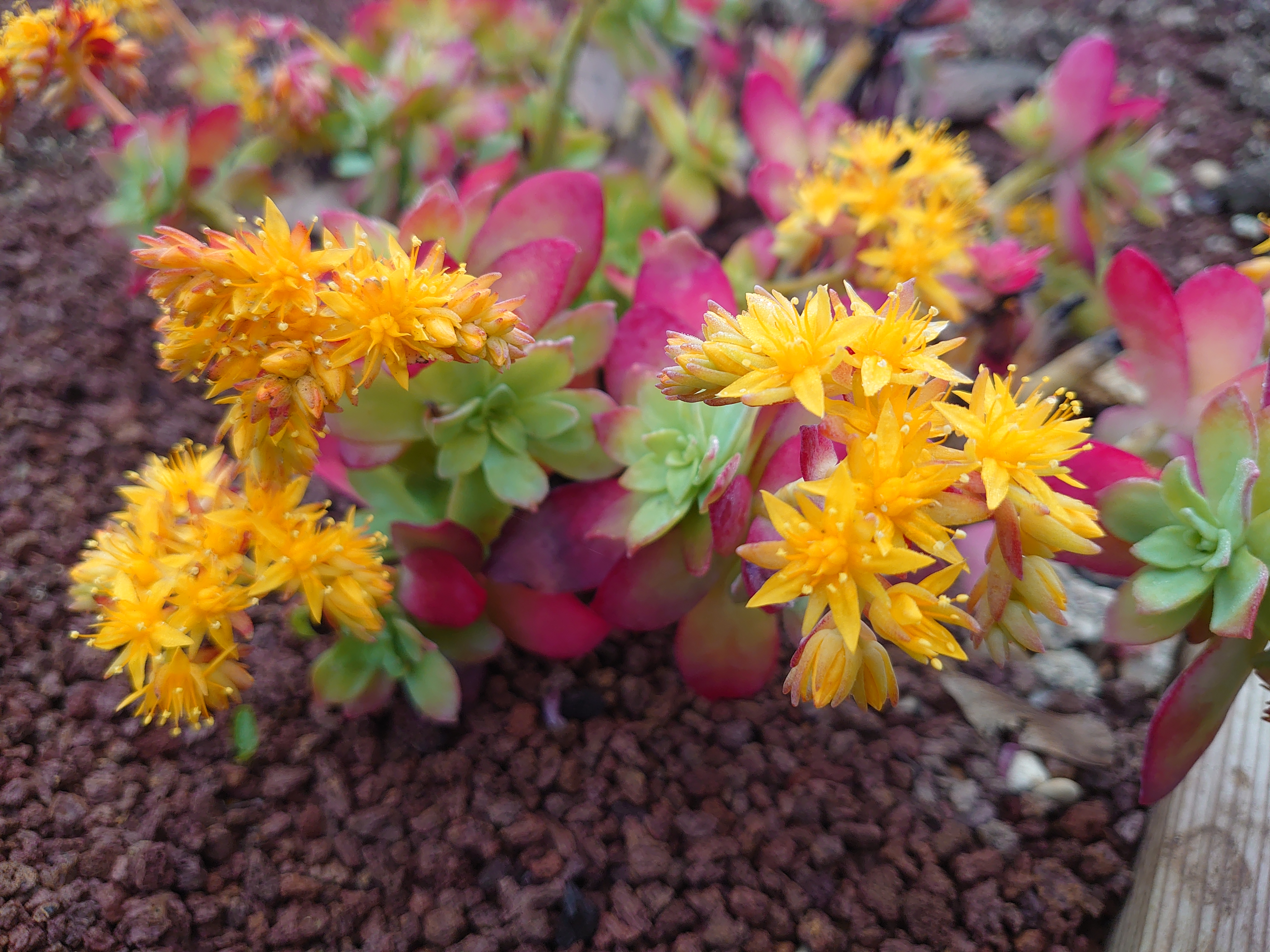 Passion Vivaces Sedum palmeri plante grasse godet feuillage persistant
