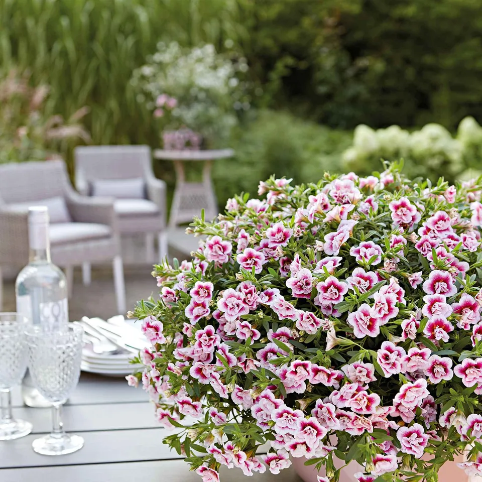 Bakker Calibrachoa PinkTastic retombant 3 pots 10.5cm rose
