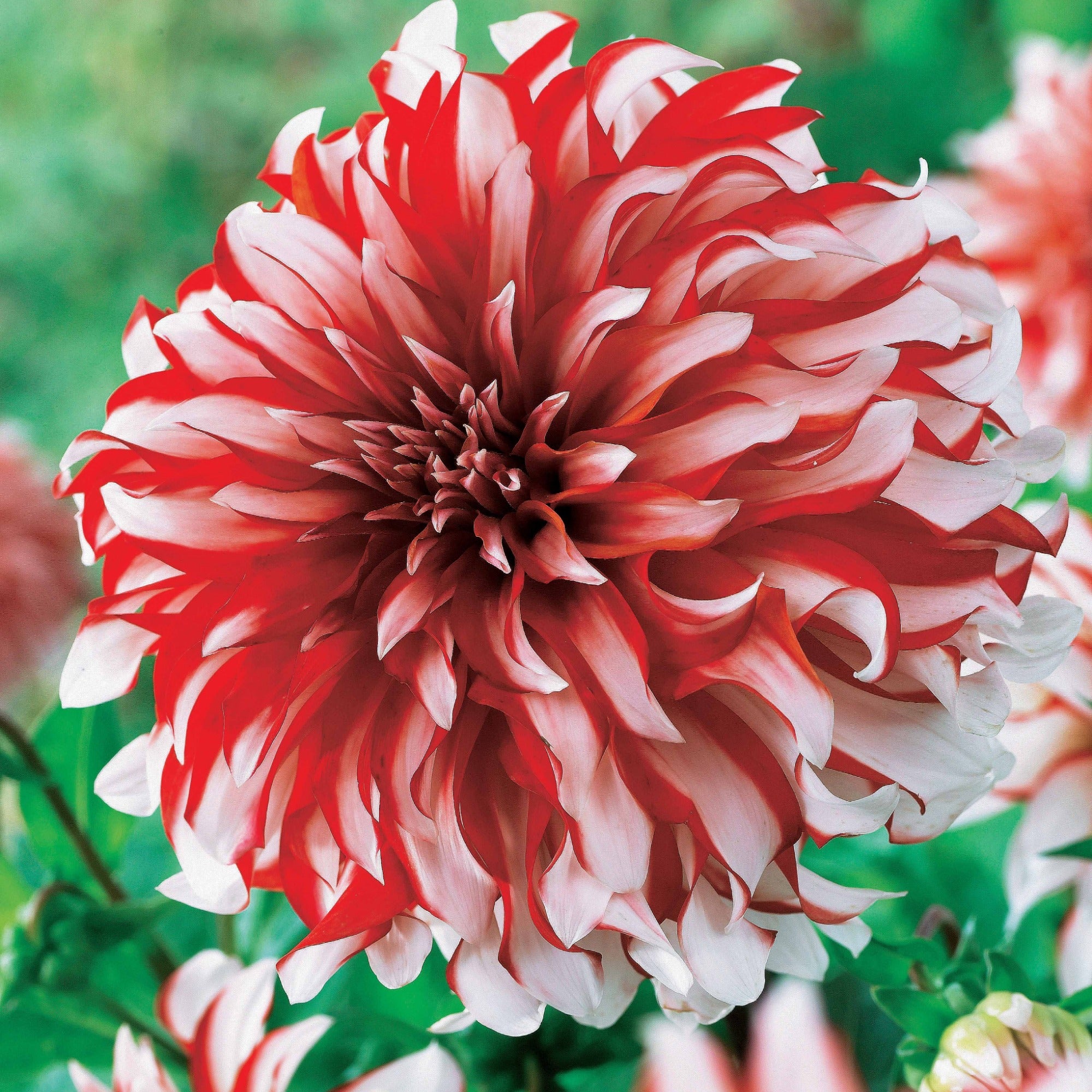Bakker Dahlia Santa Claus bulbe décoratif rouge-blanc x3