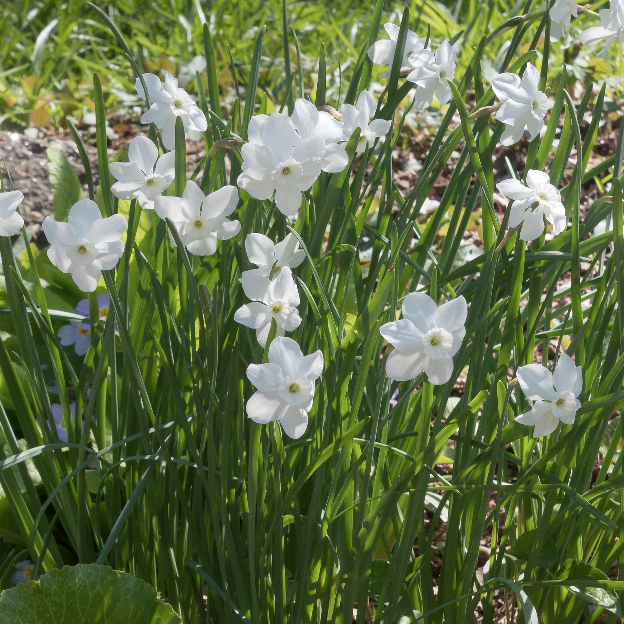 Bakker Narcisse Princess Zaide bulbe blanc double lot 5