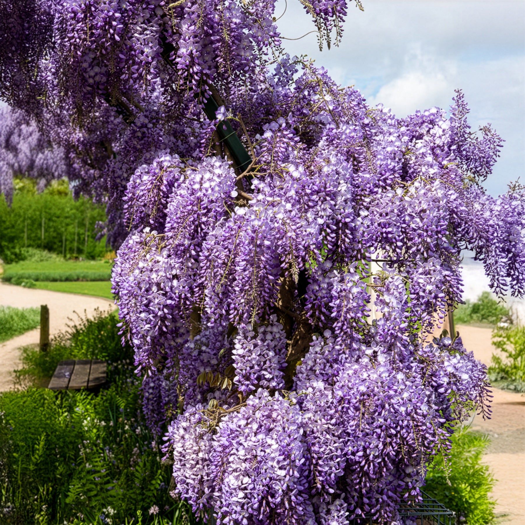 Bakker Glycine Prolific grimpante pot 2L 40-50cm violette