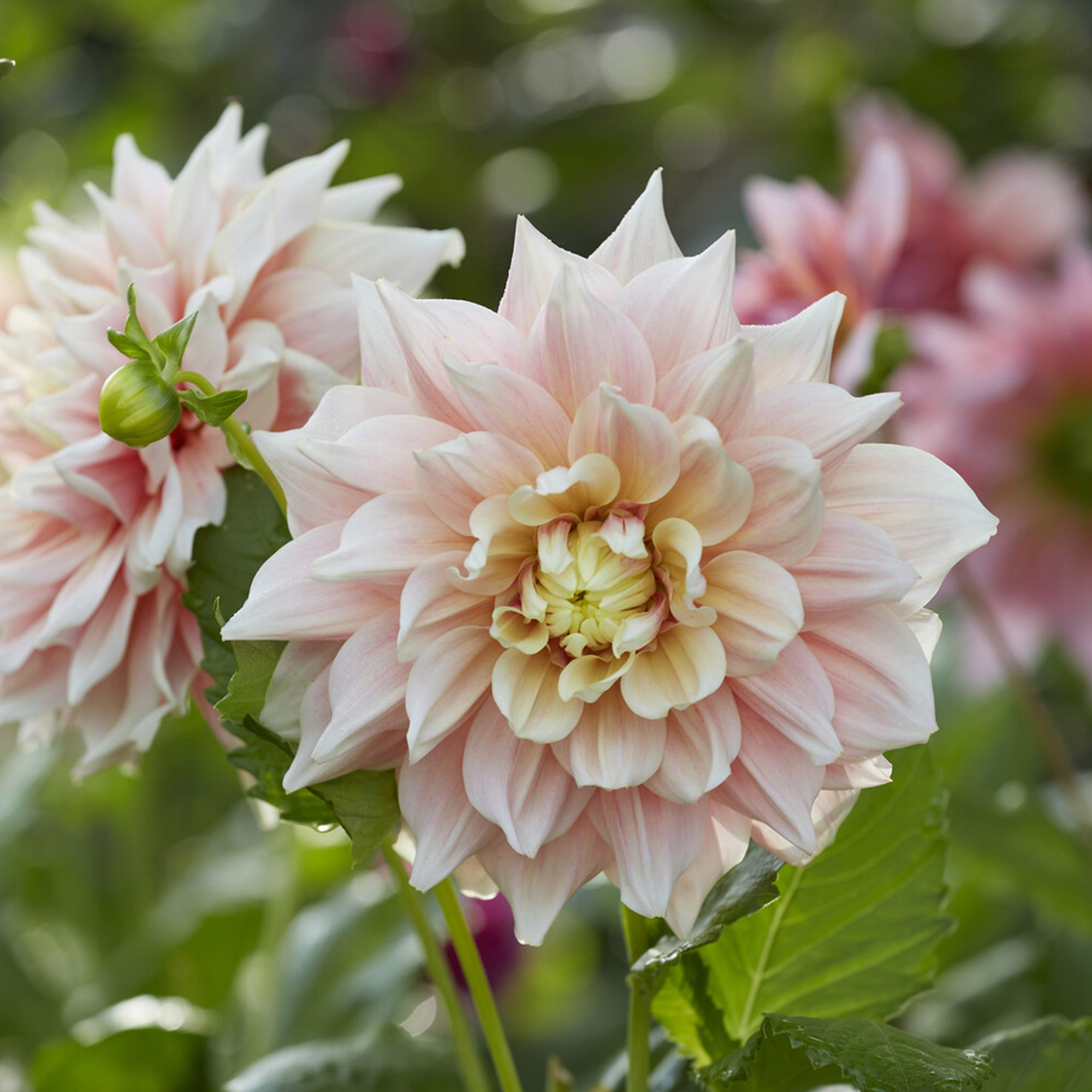 Bakker Dahlia Break Out bulbe crème calibre I