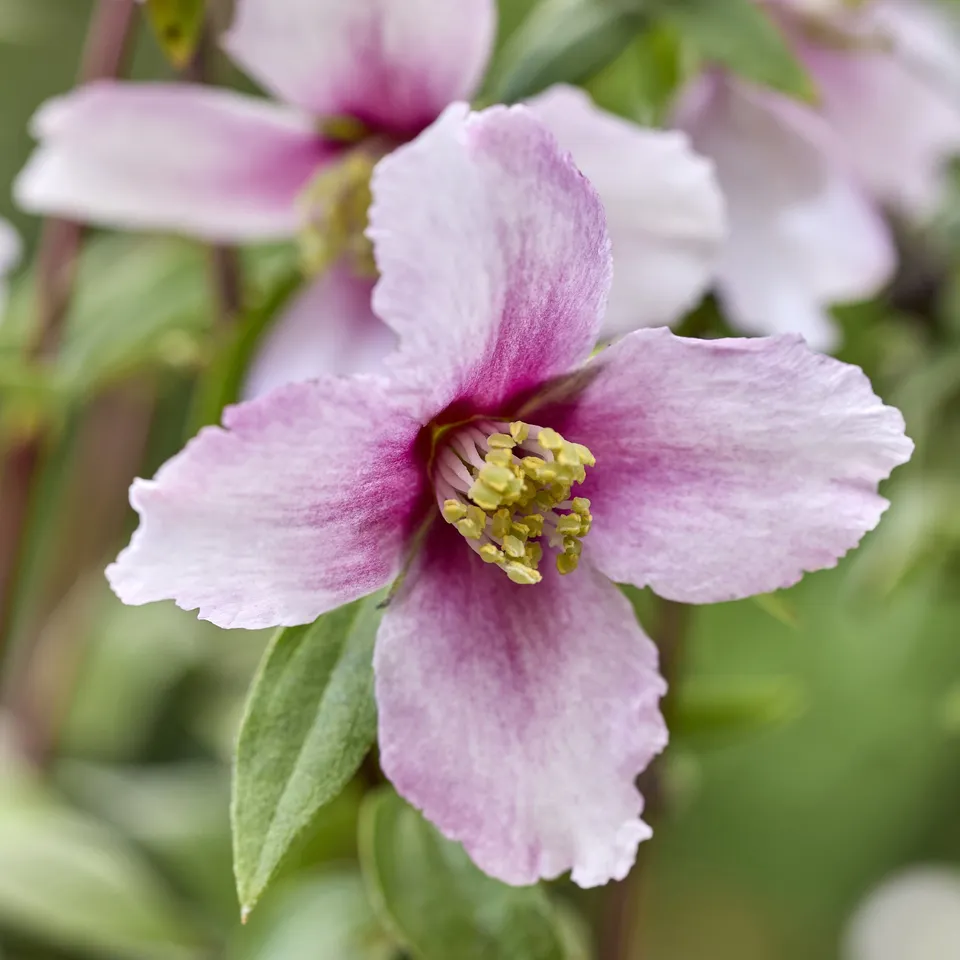 Bakker Seringat nain Petite Perfume Pink pot 9cm parfumé