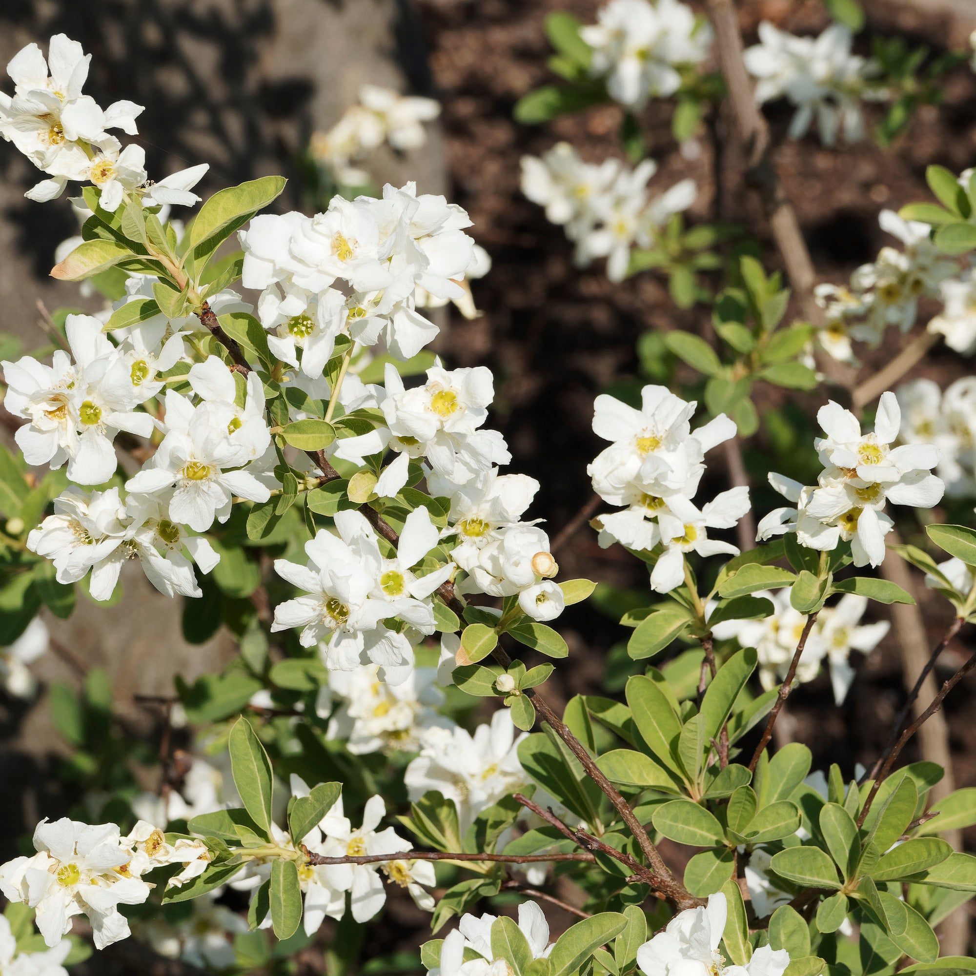Bakker Exochorda The Bride arbuste blanc pot 2L