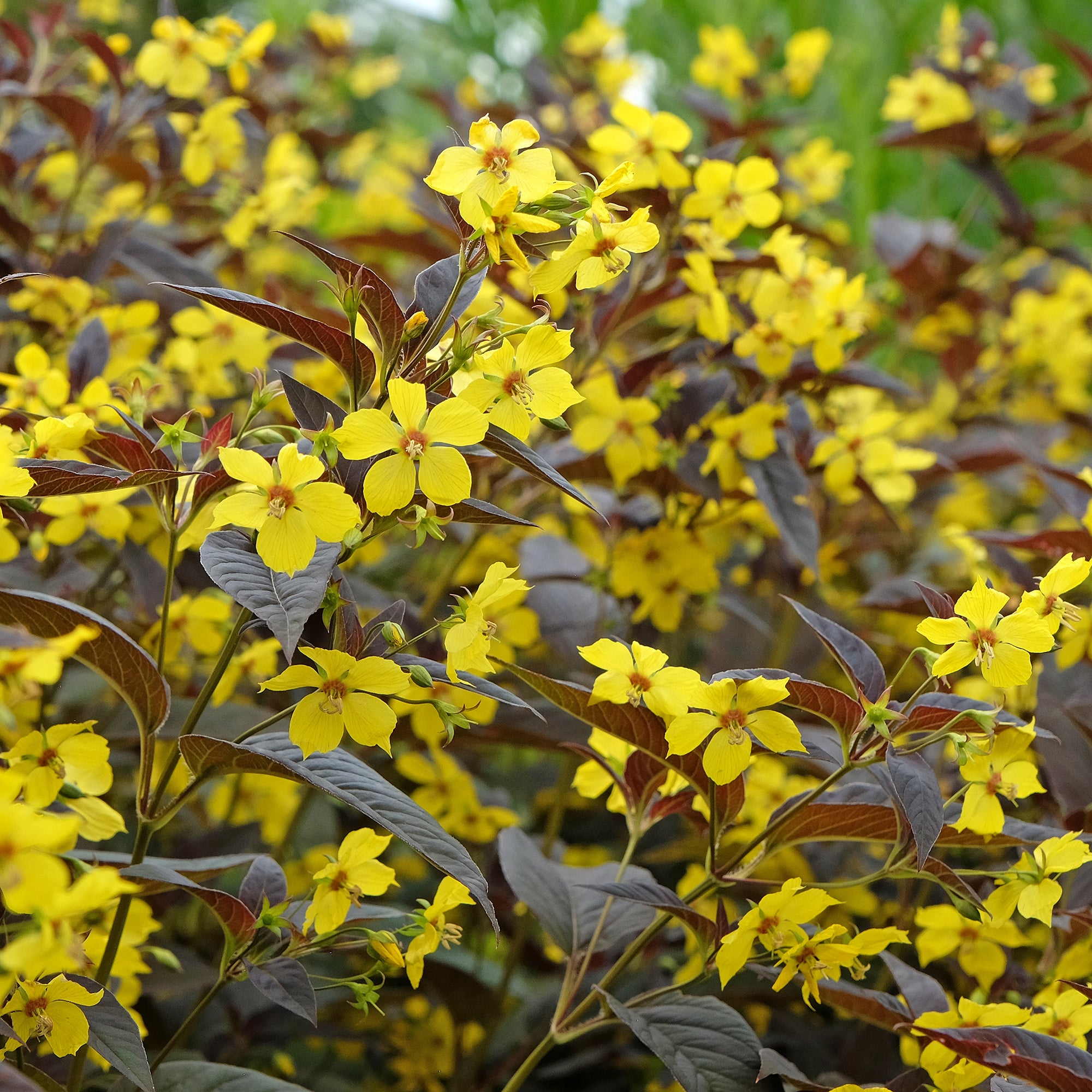 Bakker Lysimaque Firecracker vivace jaune pot 9cm pourpre