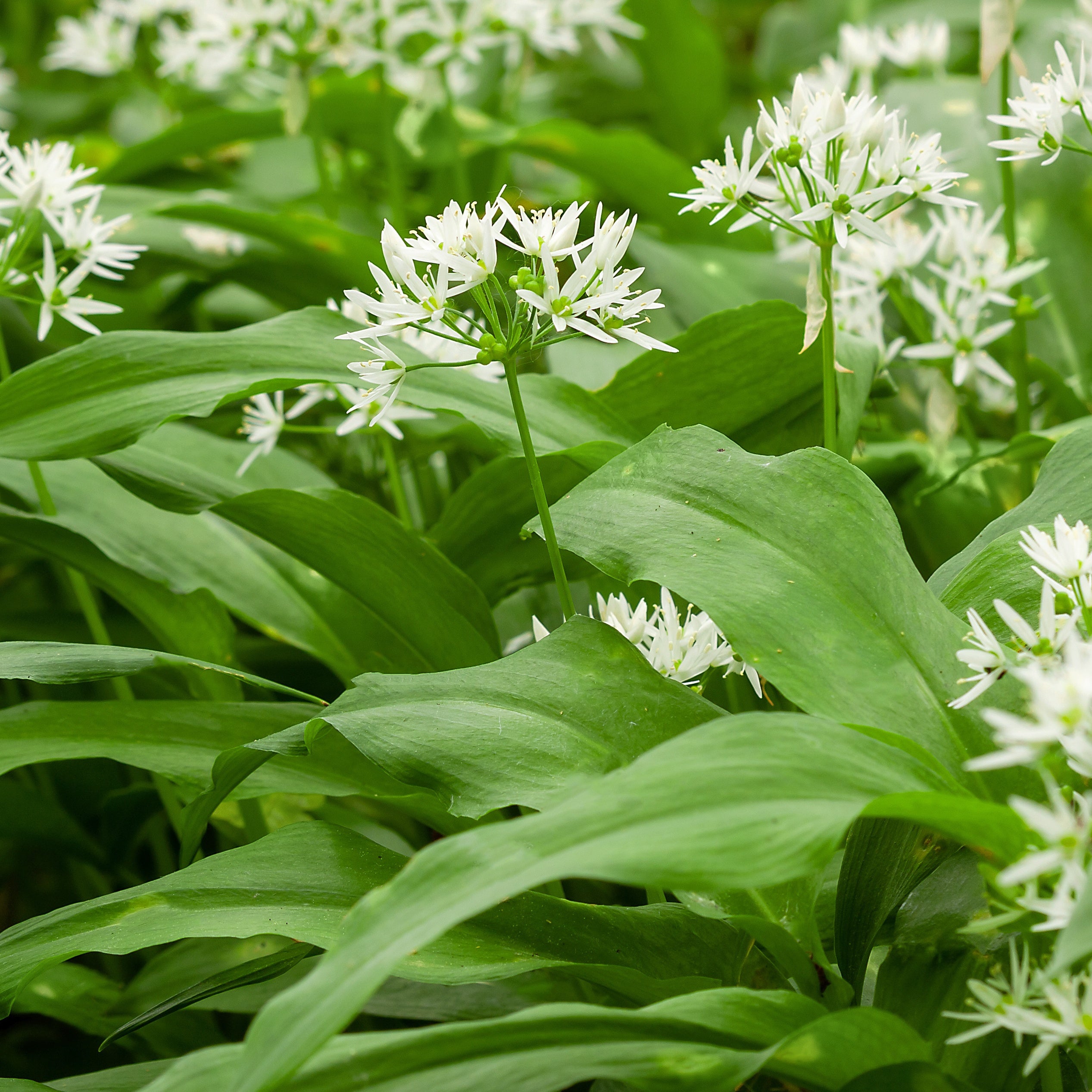 Bakker Ail des Ours plante potagère plant 13cm feuilles fraîches
