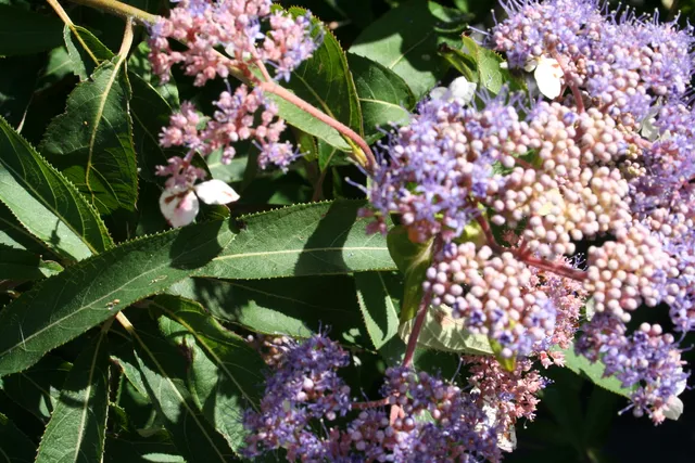 Les Hortensias du Haut Bois Anthony Bullivant hortensia aspera rose