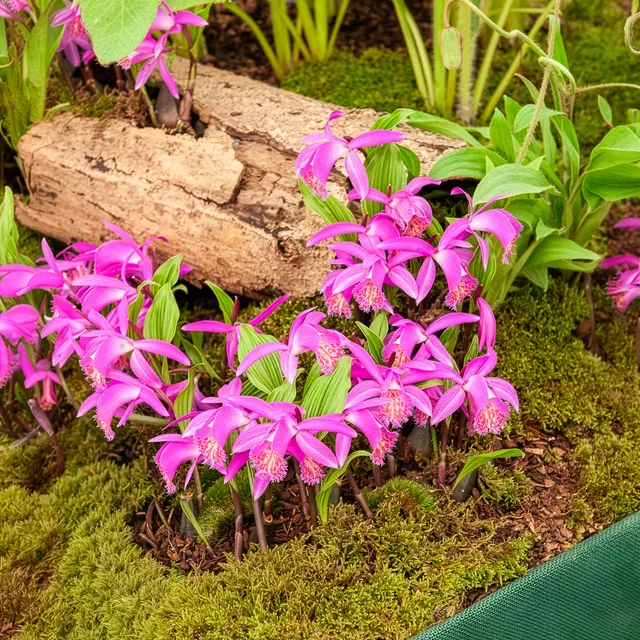 Bakker Bulbes Orchidée Pleione Tongariro rose 1 bulbe