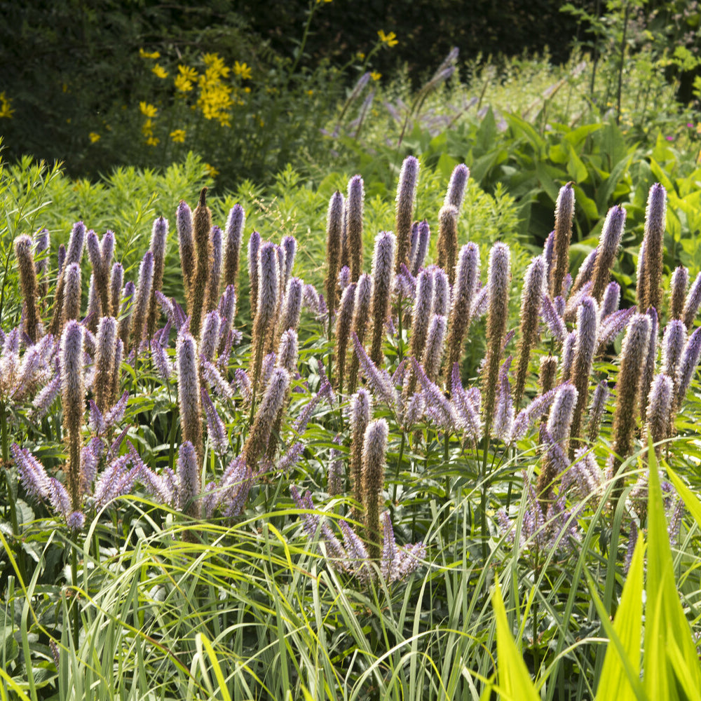 Bakker Véronique de Virginie Red Arrows vivace pot 9cm violet