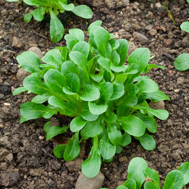 Bakker Potager Mâche Verte d'Etampes graines sachet 4g