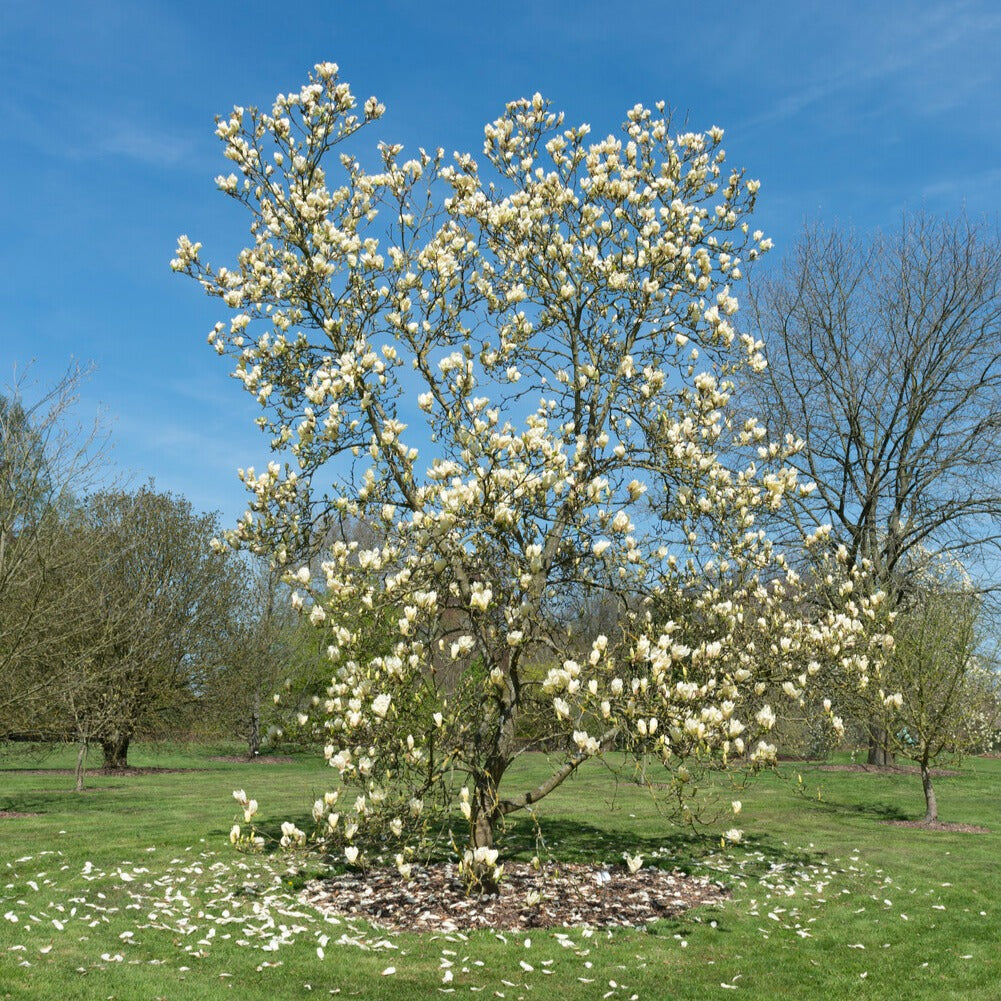 Bakker Magnolia Yellow Lantern arbuste fleur jaune pot 2L 25-30cm