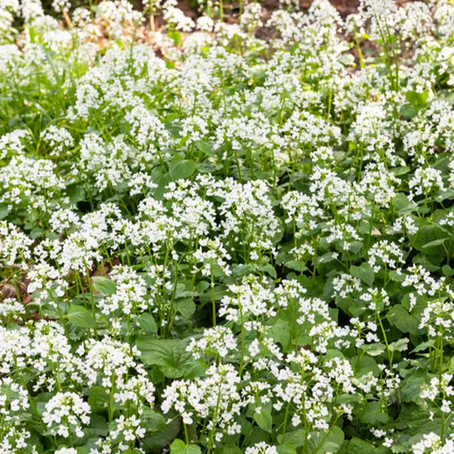 Bakker Pachyphragma macrophyllum vivace pot 8cm fleur blanche