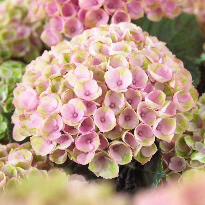 Bakker Hortensia Revolution Pink pot 14cm rose 20-25cm