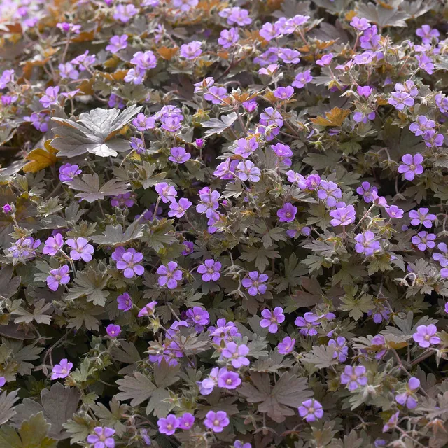 Bakker Géranium Bob's Blunder vivace pot 9cm violet