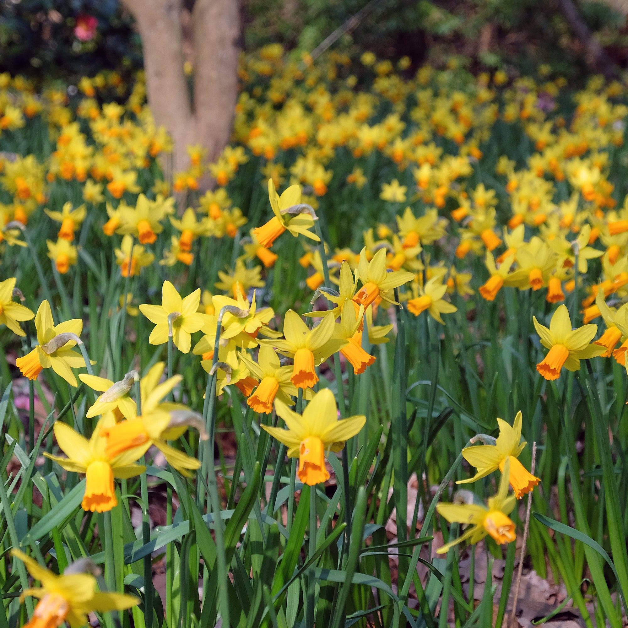 Bakker Mini-narcisse Jet Fire bulbe jaune 5 bulbes