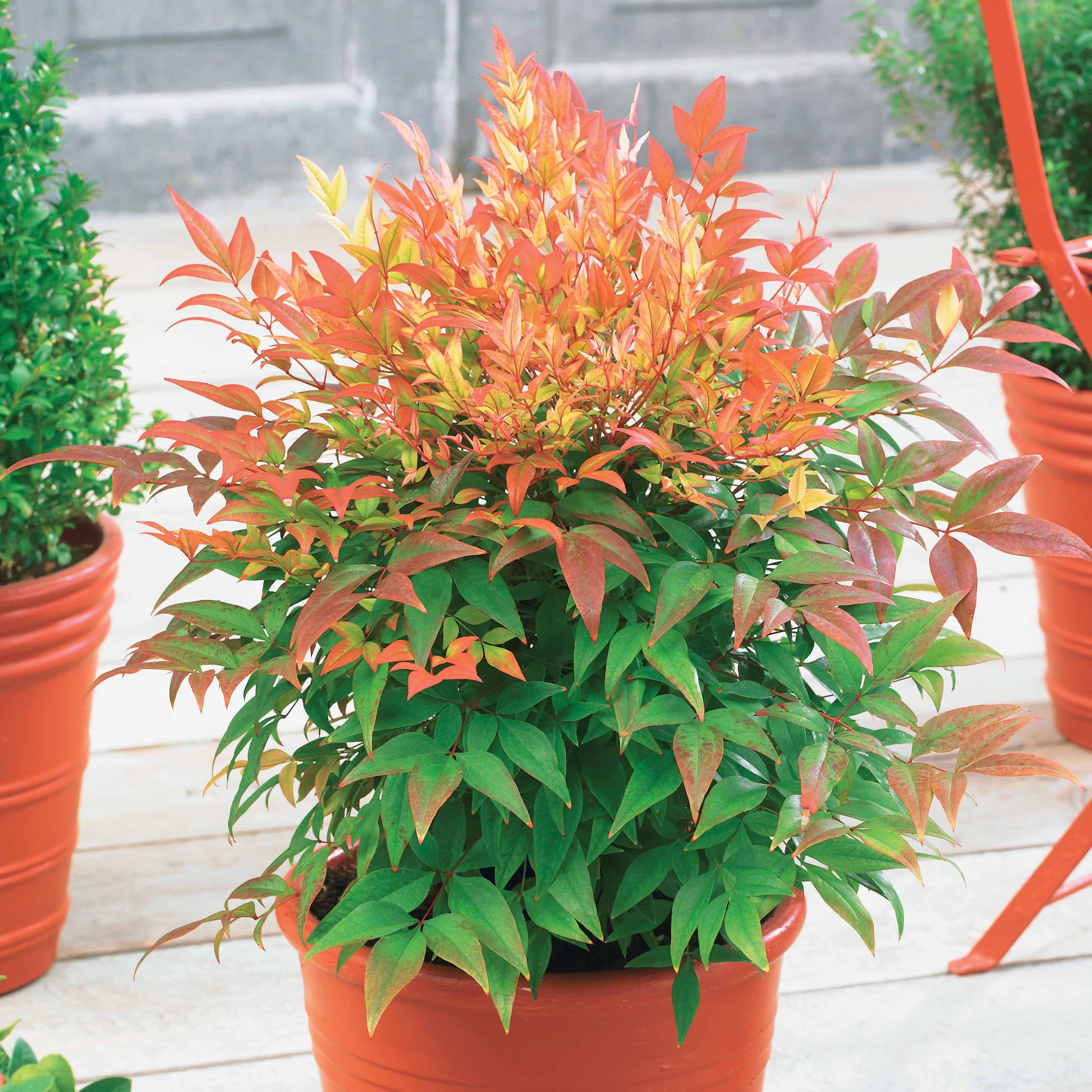 Bakker Nandina Sunset boulevard arbuste pot 2L 20-30cm