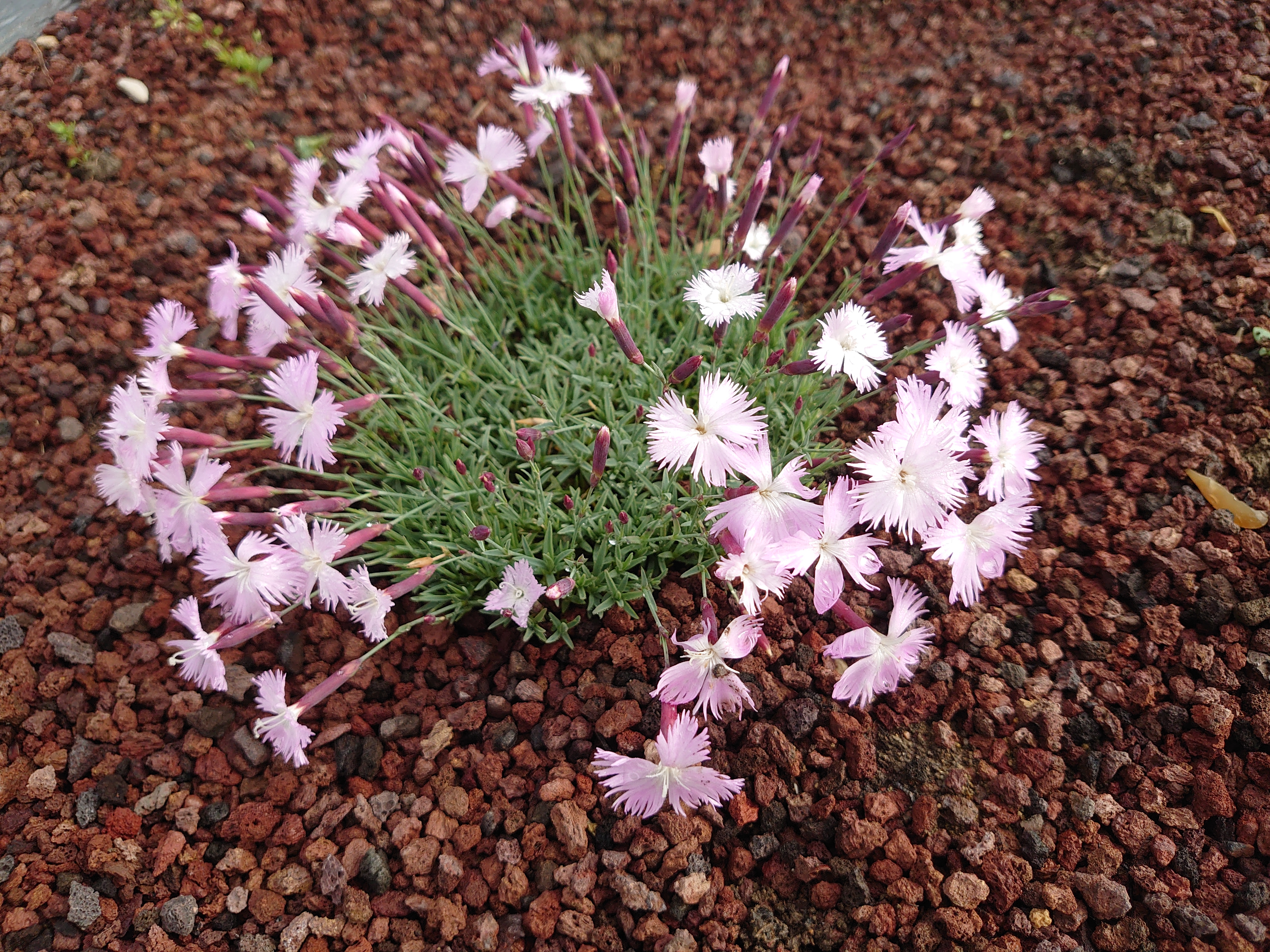 Dianthus Lumnitzeri plante vivace pot 1L fleurs roses