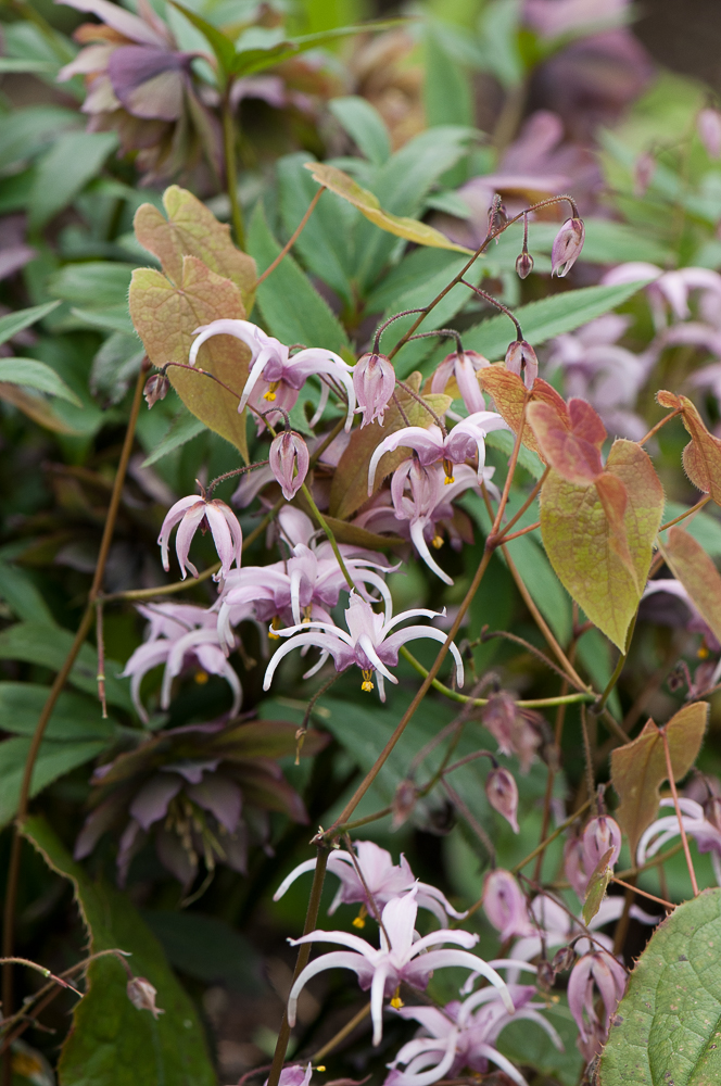 Passion Vivaces Epimedium plante couvre-sol pot 1 litre ombre