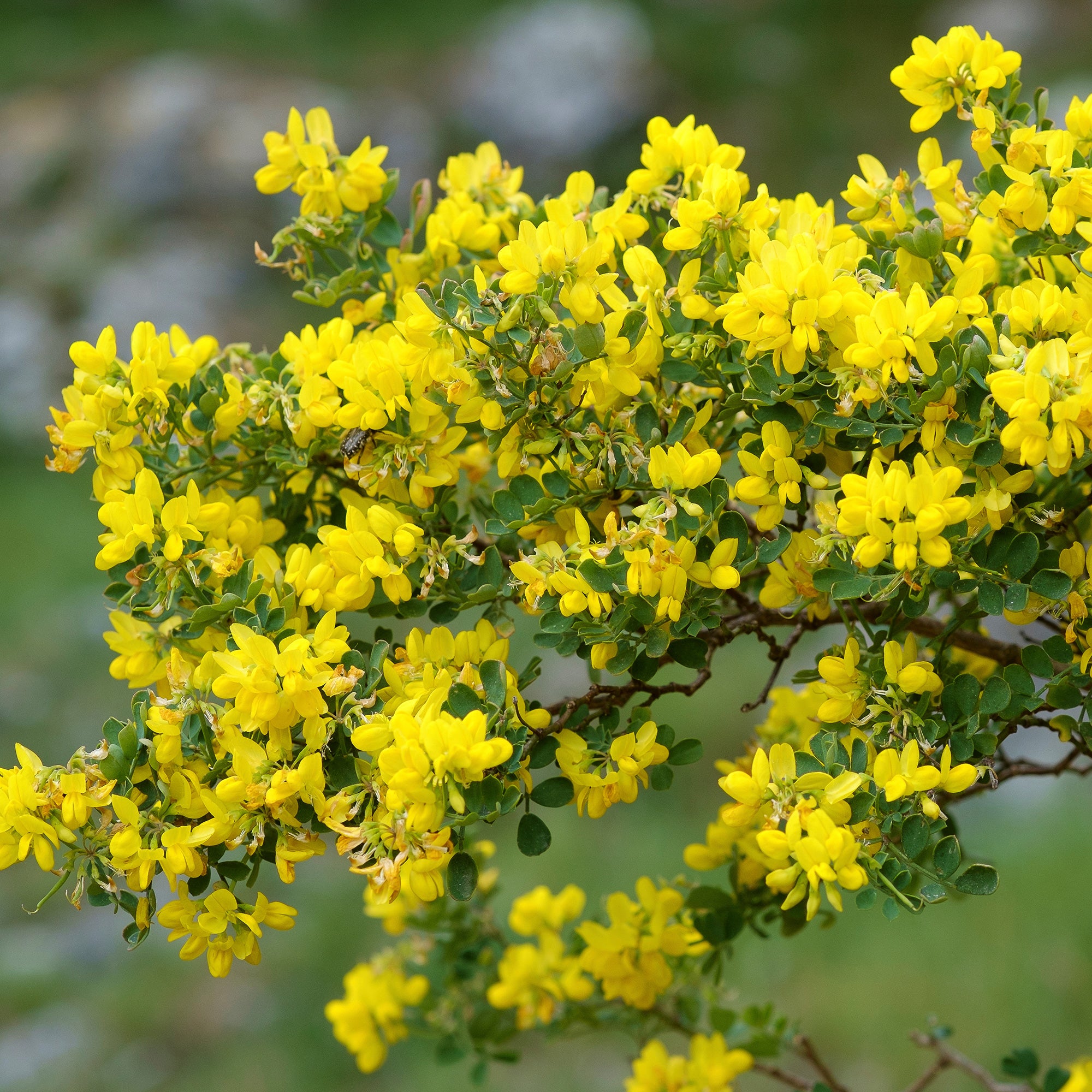 Bakker Coronille glauque arbuste godet Ø9cm fleurs jaunes
