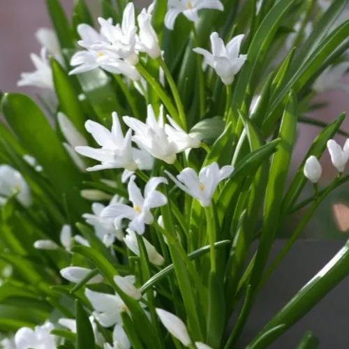 Bakker Luciliae Alba gloire des neiges 20 bulbes blancs