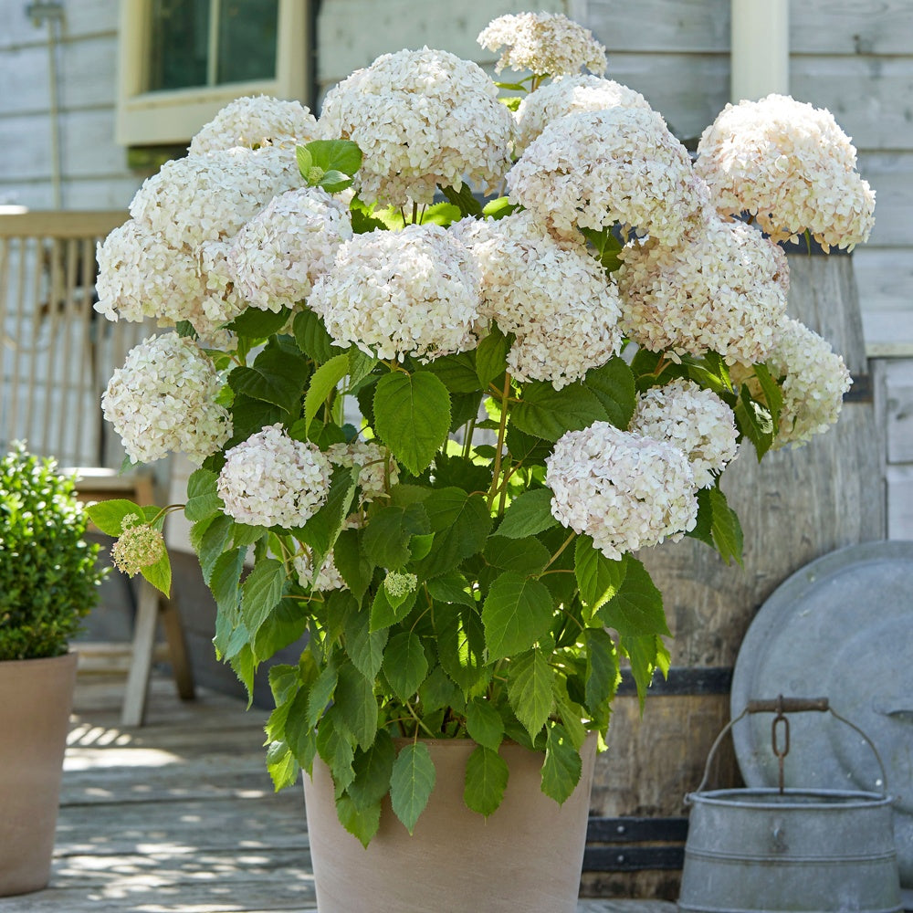 Bakker Hortensia Marshmallow Candy Bell pot Ø9cm rose