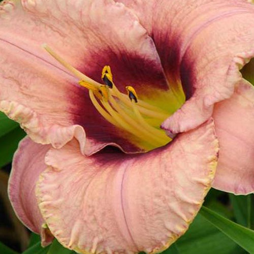 Bakker Daring Dilemma hémérocalle vivace pot 9cm rose