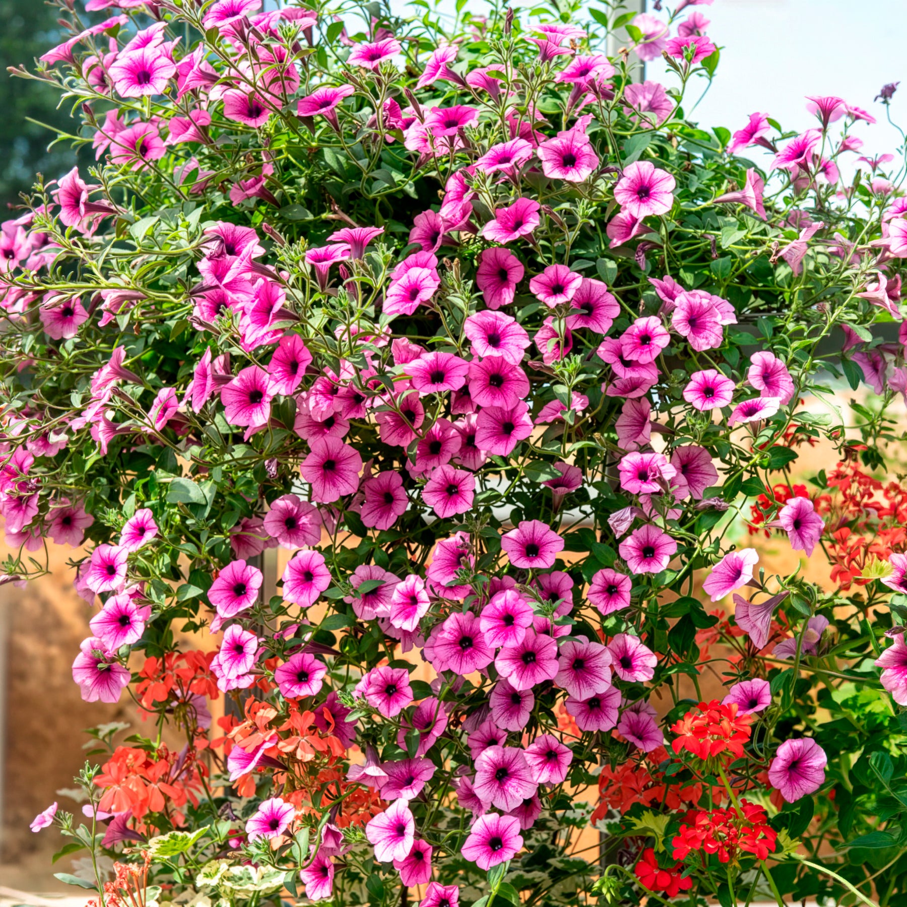 Bakker Pétunias retombants roses pétunia 3 pots Ø10,5 cm